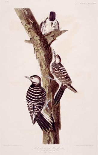 Red-Cockaded Woodpecker