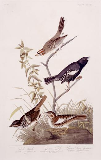1. Lark Finch, 2. Prairie Finch, 3. Brown Song Sparrow
