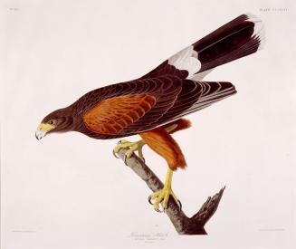 Louisiana Hawk