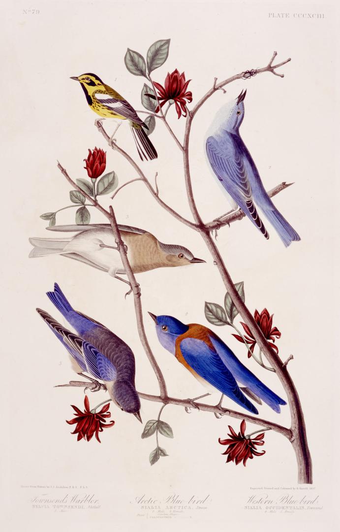 1. Townsend's Warbler, 2. Arctic Blue-bird, 3. Western Blue-bird