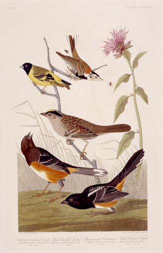 1. Chestnut-coloured Finch, 2. Black-headed Siskin, 3. Black crown Bunting, 4. Arctic Ground-Finch