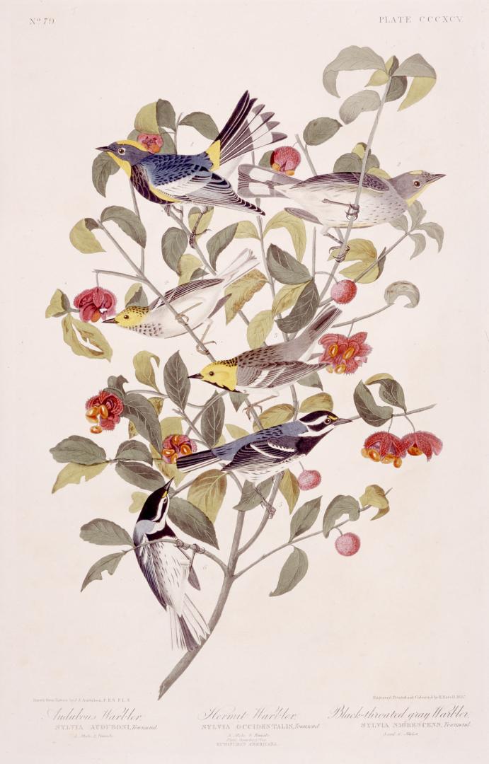 1. Audubons Warbler, 2. Hermit Warbler, 3. Black-throated gray Warbler