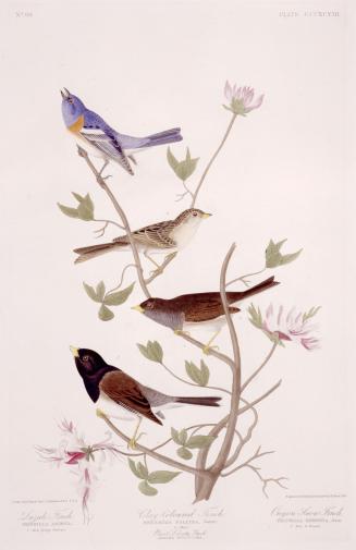 1. Lazuli Finch, 2. Clay-Coloured Finch, 3. Oregon Snow Finch