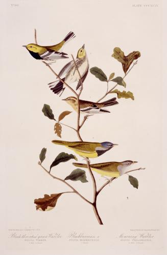 1. Black-throated green Warbler, 2. Blackburnian w., 3. Mourning Warbler