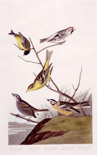1. Arkansaw Siskin, 2. Mealy Red-poll, 3. Louisiana Tanager, 4. Townsend's Finch, 5. Buff-breasted Finch