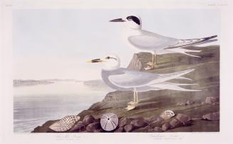 1. Havell's Tern, 2. Trudeau's Tern