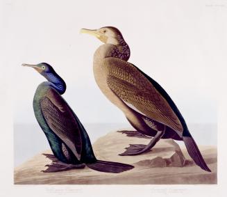 1. Violet-green Cormorant, 2. Townsend's Cormorant
