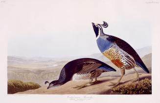 Californian Partridge