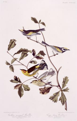 1. Golden-winged Warbler, 2. Cape May Warbler