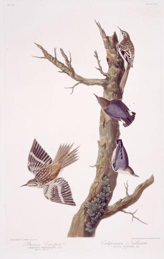 1. Brown Creeper, 2. Californian Nuthatch