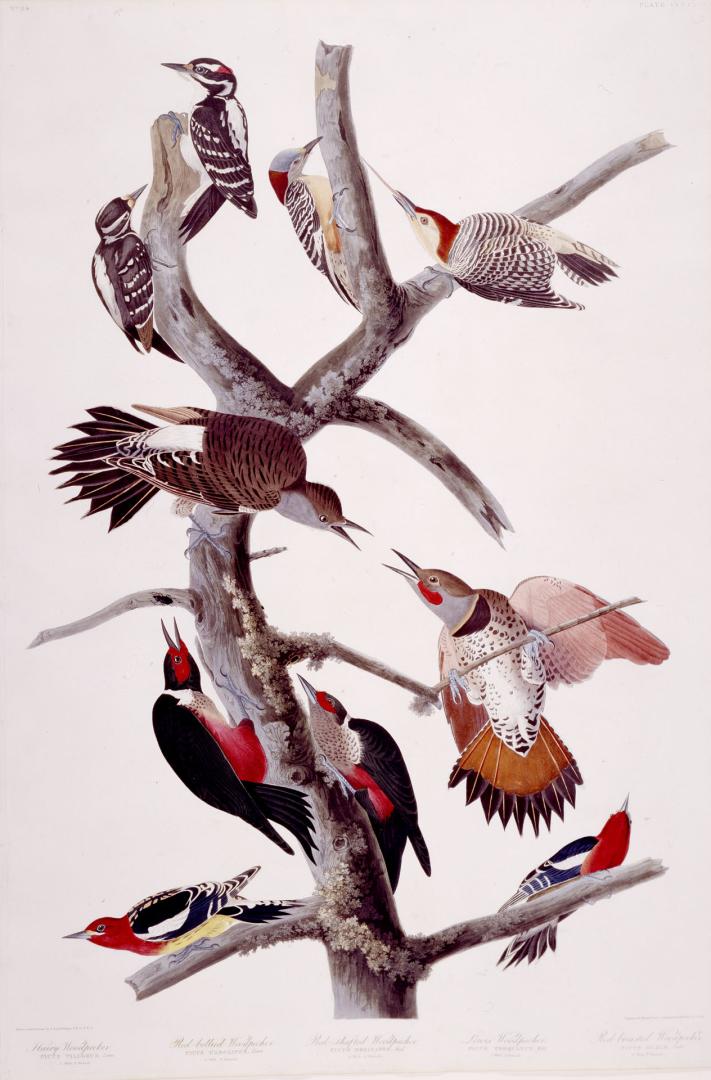 1. Hairy Woodpecker, 2. Red-bellied Woodpecker, 3. Red-shafted Woodpecker, 4. Lewis Woodpecker, 5. Red-breasted Woodpecker