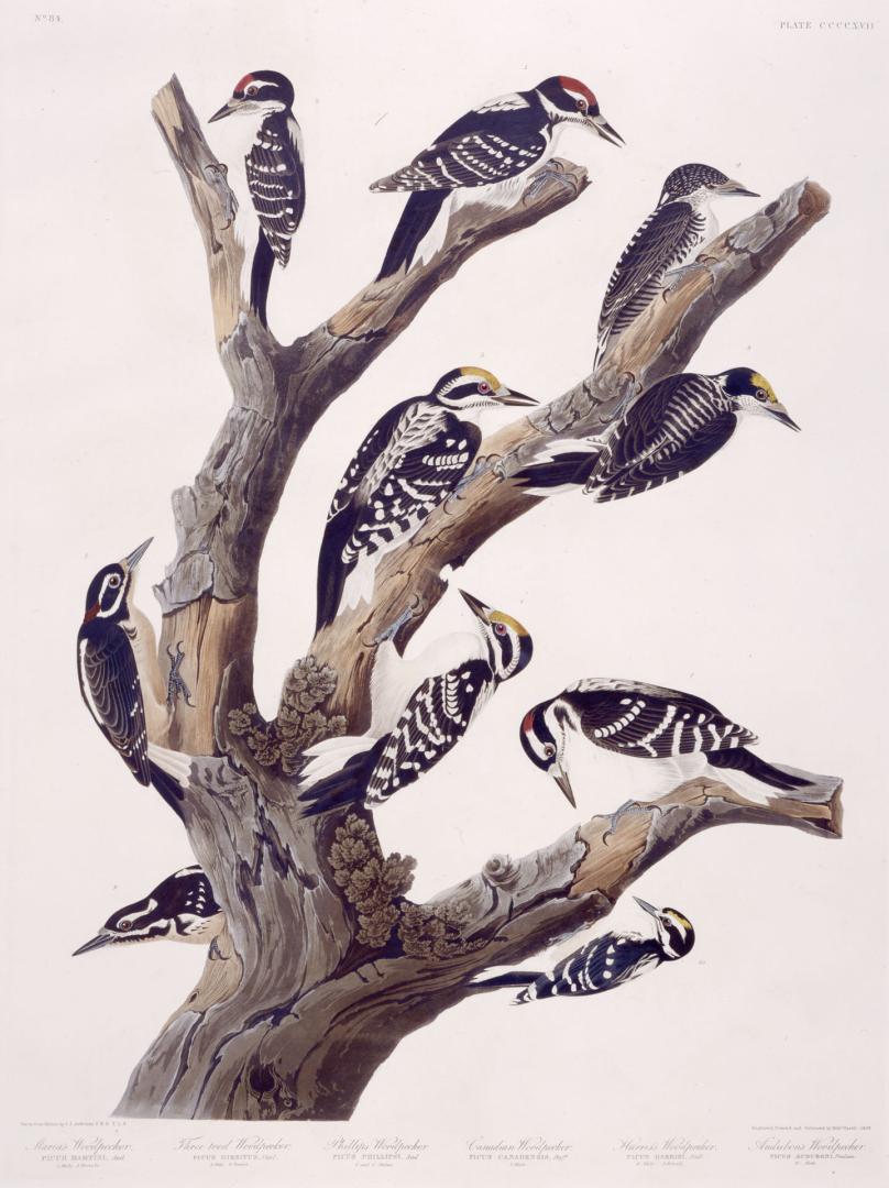 1. Maria's Woodpecker, 2.  Three-toed Woodpecker, 3. Phillips' Woodpecker, 4. Canadian Woodpecker, 5. Harris's Woodpecker, 6. Audubon's Woodpecker