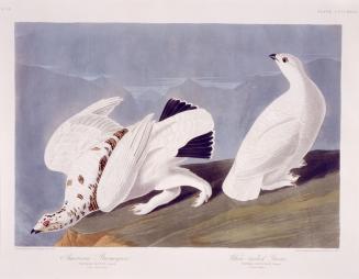 1. American ptarmigan, 2. White-tailed grouse