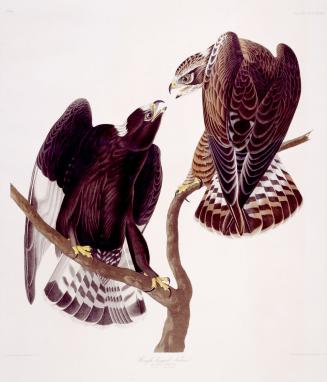 Rough-legged Falcon