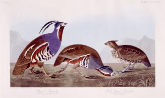 1. Plumed-Partridge, 2. Thick-legged Partridge