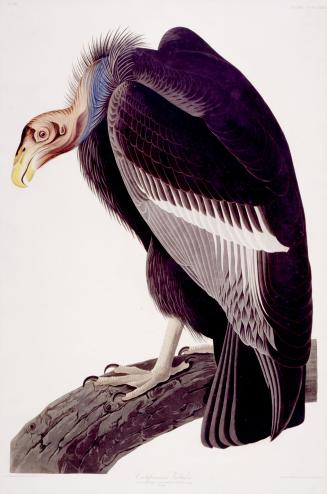 Californian Vulture