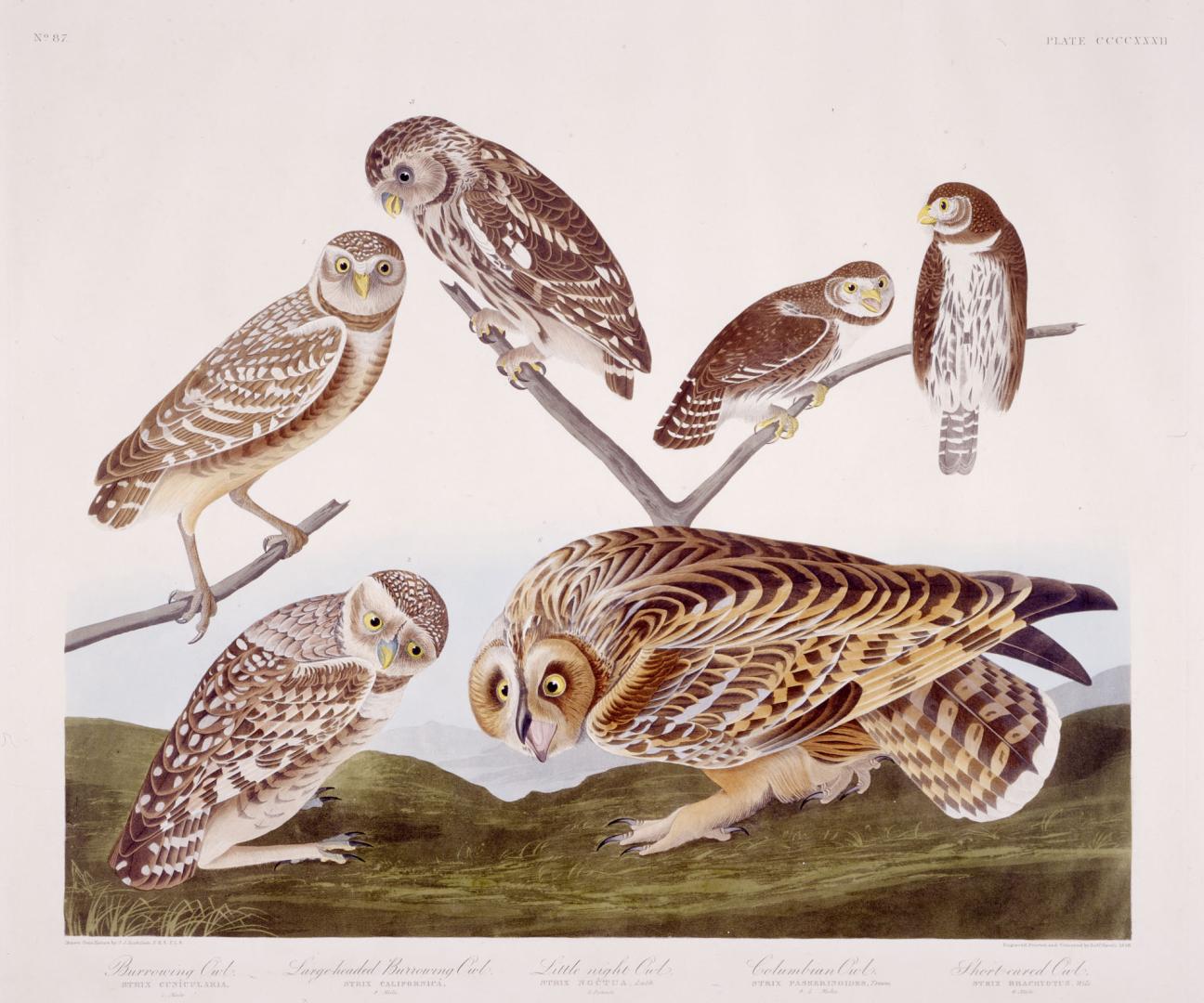 1. Burrowing Owl, 2. Large-headed Burrowing Owl, 3. Little night Owl, 4. Columbian Owl, 5. Short-eared Owl