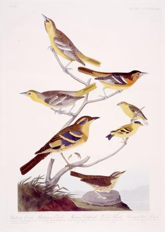 1. Bullock's Oriole, 2. Baltimore Oriole, 3. Mexican Goldfinch, 4. Varied Thrush, 5. Common Water Thrush