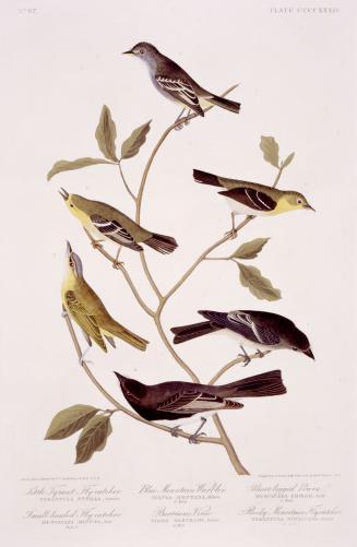 1. Little Tyrant Fly-catcher, 2. Small-headed Fly-catcher, 3. Blue Mountain Warbler, 4. Bartram's Vireo, 5. Short-legged Pewee,  6. Rock Mountain Fly-catcher