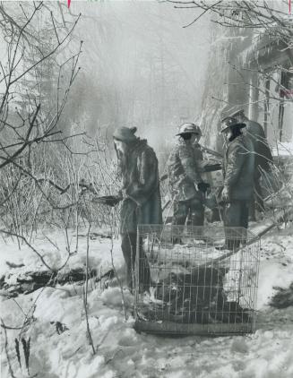A dead bird is crumpled at the bottom of a cage as firemen check the ruins of Roy Ivor s Erindale home after it was struck by fire yesterday. Ivor kep(...)