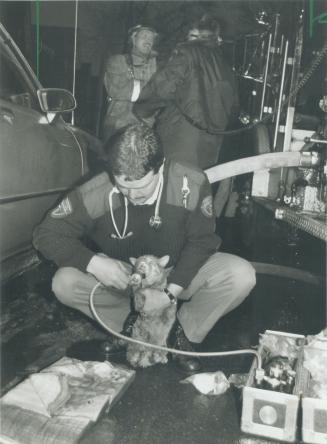 Eight lives to go, Fred, the cat, gets some oxygen from ambulance attendant Steve Henderson, after being rescued yesterday by Toronto firefighters at (...)