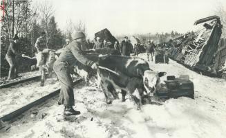 More survivors are herded from wreck scene to a corral carved from bush by bulldozers
