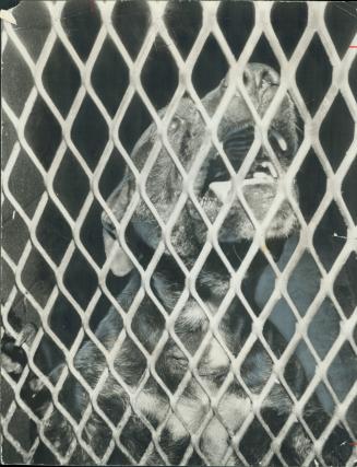Battered fighting dog is one of those seized from a Guelph farm and now in the Ontario Humane Society shelter in Mississauga. Long, vicious lights bet(...)
