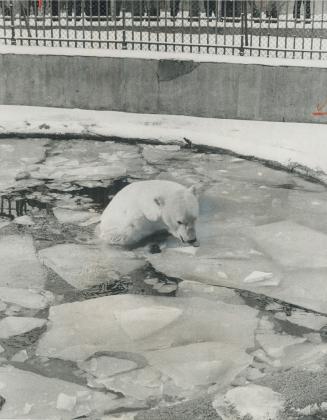 The human residents of Metro are shivering in the windy cold, but the polar bears at Riverdale Zoo are quite in their element, splashing round the ice(...)