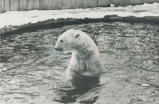 Polar Bear. Safe in Canada