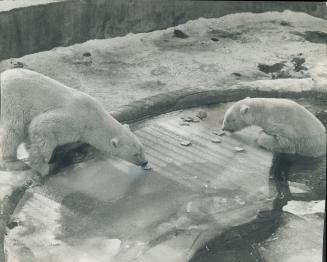 Trying to escape the heat yesterday as the temperature hit a balmy (if you're a polar bear) high of 30 degrees, two bears interrupt their dip in the i(...)