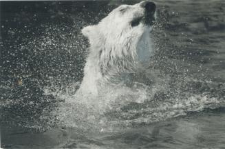 Splish, splash: Polar bears are always a popular attraction
