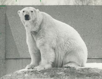 Paws down: It was the polar bears who did it for us