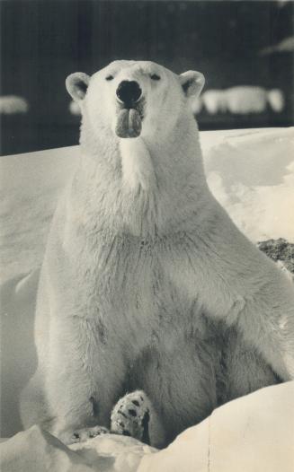 Animals - Bears - Polar 1980