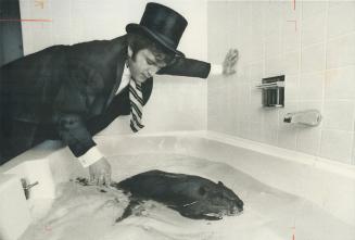 This beaver needs proper care. Formal attire to bathe beaver? In this case it may be appropriate. The animal isn't just run-of-the-mill beaver-he's Th(...)