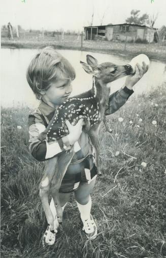 A fawn born Monday night on Highway 401 when its mother was killed by a car drinks eagerly from the bottle held by 4-year-old Shelley Bennett of Bolto(...)