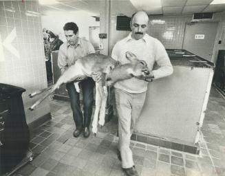 A 100-Pound Doe is carried from operating room at York Animal Shelter by animal control officer Rick Wood (left) and George Banton yesterday. Lost and(...)