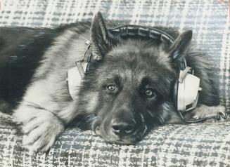 Just lazing around, 2-year-old German shepherd Udo tries out couch and earphones