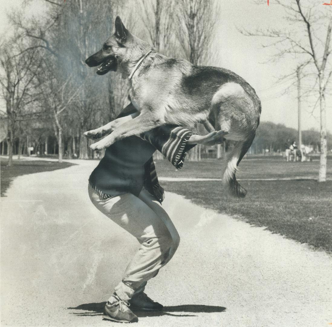 Just spring-training, It's spring-training for Carmen Duggan's German shepherd Viva Chella as the 18-months dog tones up a few muscles for a May 14 do(...)