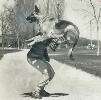 Just spring-training, It's spring-training for Carmen Duggan's German shepherd Viva Chella as the 18-months dog tones up a few muscles for a May 14 do(...)