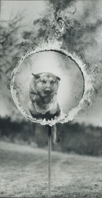 Hots competition for U.S. superstar animal actors is Atlas, a German shepherd trained by Marvin Kelso, of Woodstock, Ont. Atlas leaps through flaming (...)