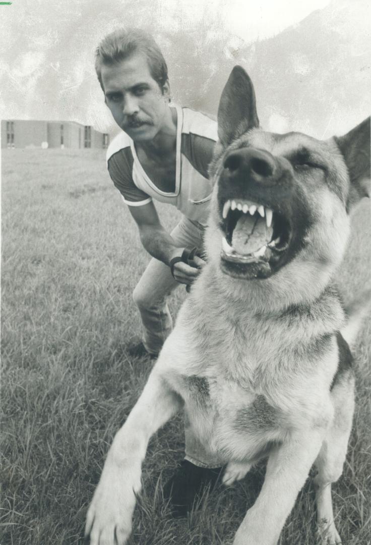 Guard dogs gain popularity as protectors