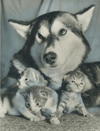 A husky litter of Kittens. Five 15-day-old motherless kittens are adopted by a 2 1/2-year-old-Malemute bitch named Symphony, a pet at the Lance Vaughn(...)