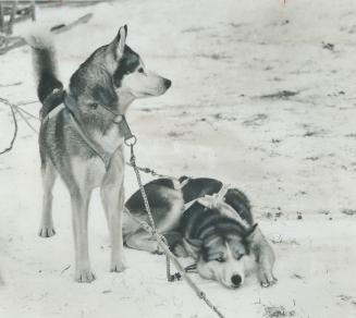 It's a well-deserved rest, one team member would appear to suggest, but its partner seems to be eager for another run on trails. The Siberian husky is(...)