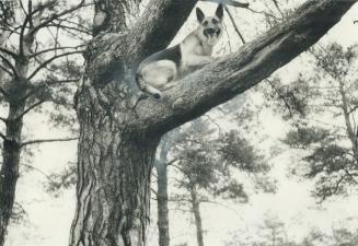 High living in high park. Perched comfortably in a tree overlooking Grenadier Pond, Ruby, a 2-year-old German shephard, has a good view of High Park, (...)