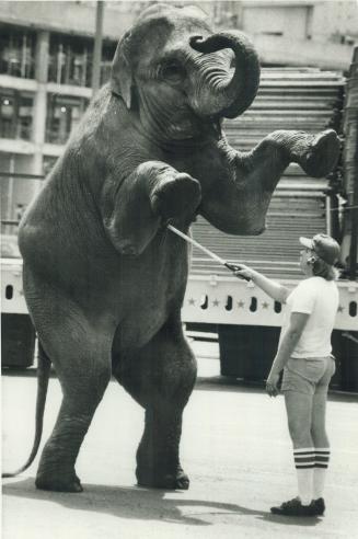 Working for peanuts. Trainer Gary Thomas, 30, puts Bundy the elephant through its paces as the Shrine Circus 1985 opens at Mississauga's Square One today. The circus will be there until Sunday