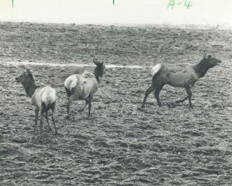 Foot-loose elk