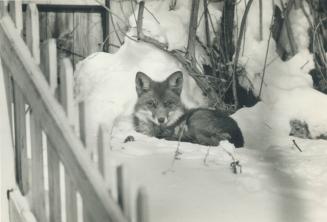 Animals - Foxes