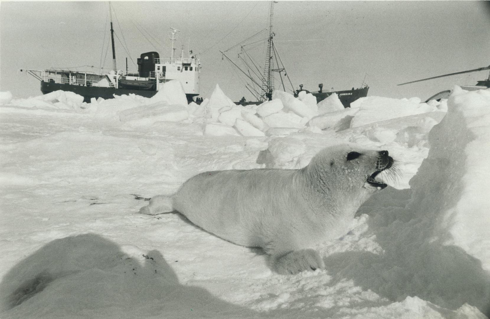 Annual controversy: Since few natural predators remain in sufficient numbers to act as a check on seal populations, reader says in letter below, a halt of the seal hunt would have disastrous effects