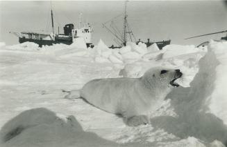Annual controversy: Since few natural predators remain in sufficient numbers to act as a check on seal populations, reader says in letter below, a halt of the seal hunt would have disastrous effects