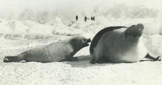 Seal pup calls to mother as hunters approach, in background, during last spring's hunt
